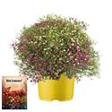Bild von Ms P12 Gypsophyla Mix masters